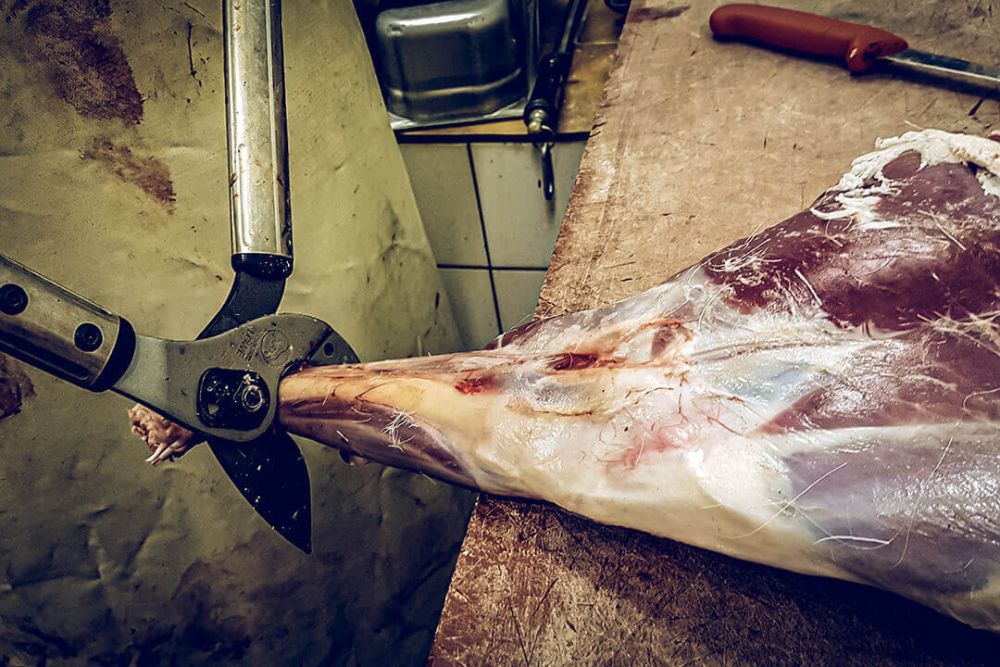 AKTION Original LÖWE 22.150, Große Jagdschere, Länge 50cm, zum leichten Zerwirken von schwerem Schalenwild